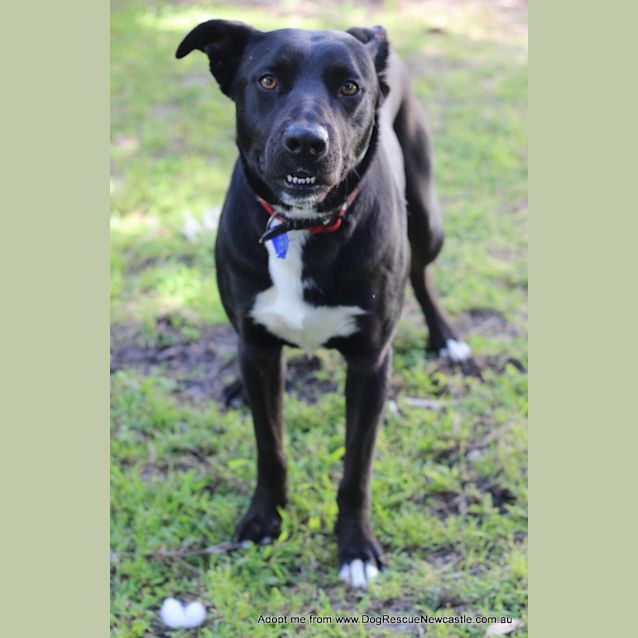 Photo of Turbo (Adopted By Carer Linda G)  ~ Kelpie X