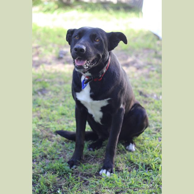 Photo of Turbo (Adopted By Carer Linda G)  ~ Kelpie X