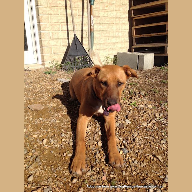 Photo of Eadie (On Trial 13/9/14)~ Ridgeback X Gsd