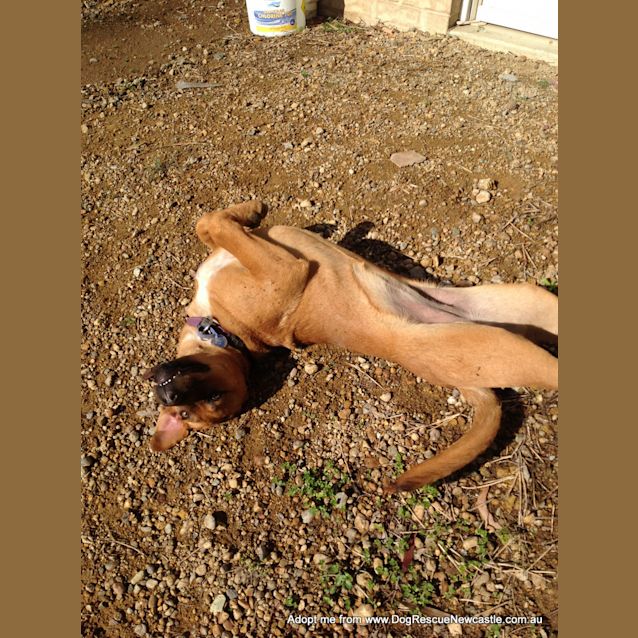 Photo of Eadie (On Trial 13/9/14)~ Ridgeback X Gsd