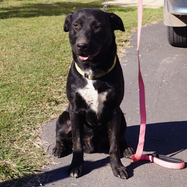 Photo of Roscoe