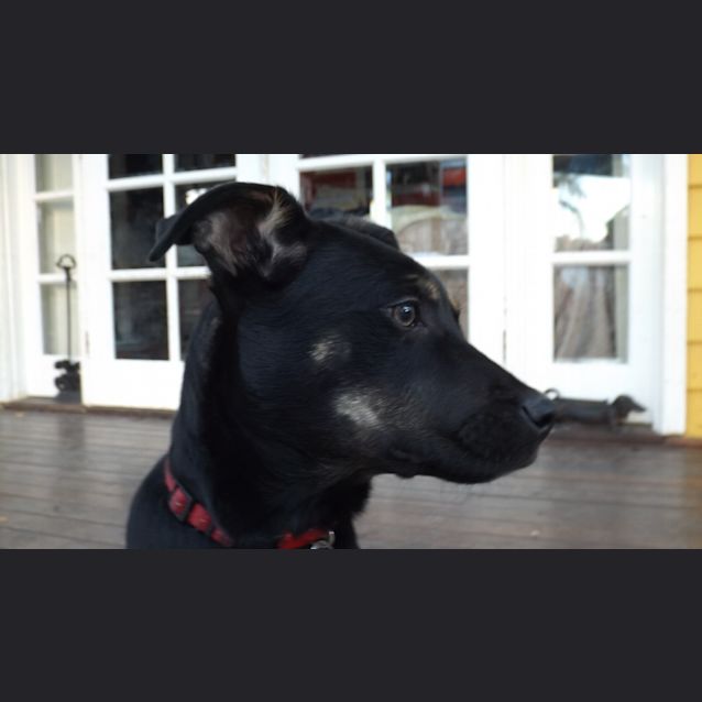 Photo of Tinkerbell The Wonder Dog Good With Cats Rabbits