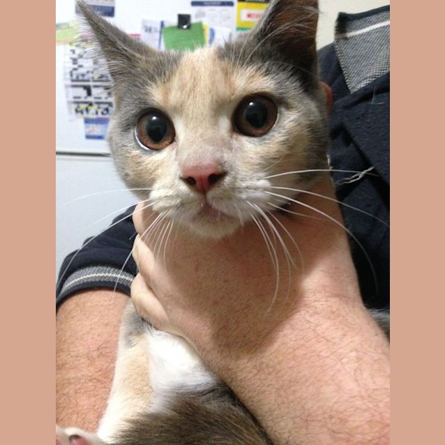 Photo of Cookie 