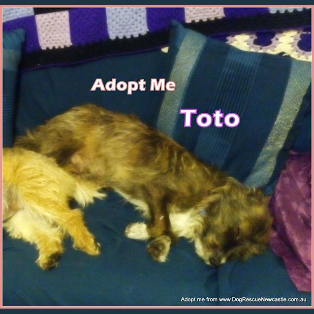 Photo of Toto The Fox Terrier (On Trial 30/8/14)