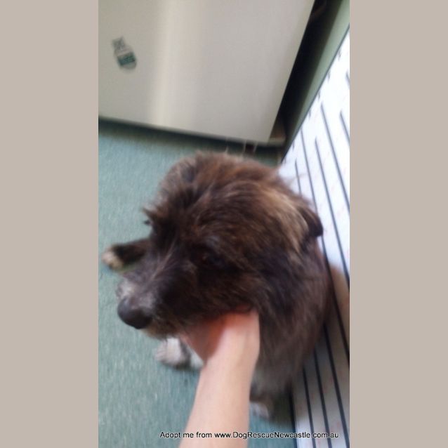 Photo of Toto The Fox Terrier (On Trial 30/8/14)