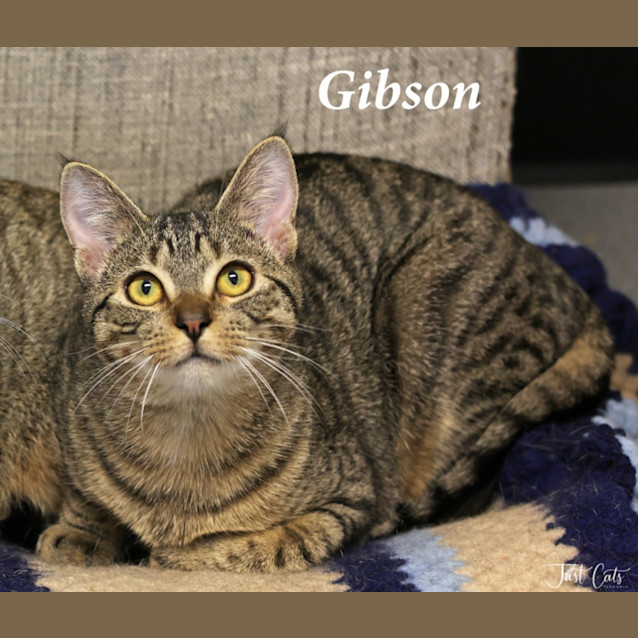 Photo of Gibson   Pet Stock
