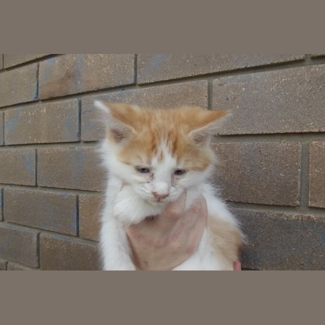 Photo of King George
