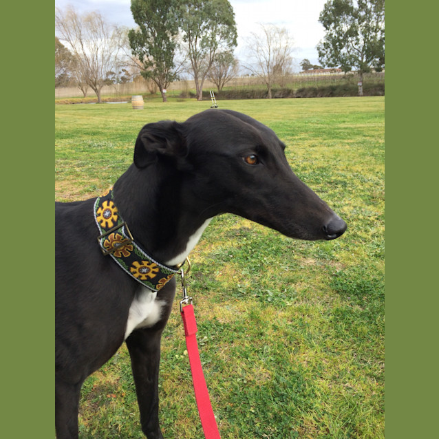 Photo of We Love "Gracie"!  Melbourne