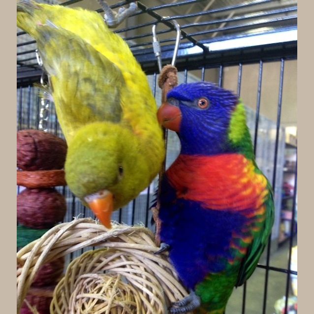 Photo of Bird (Squawks Pet Store)