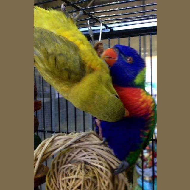 Photo of Bird (Squawks Pet Store)