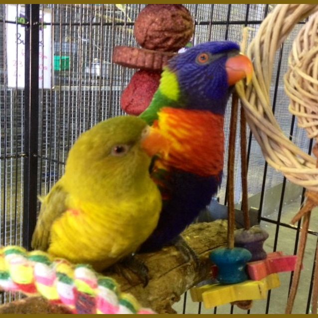 Photo of Bird (Squawks Pet Store)