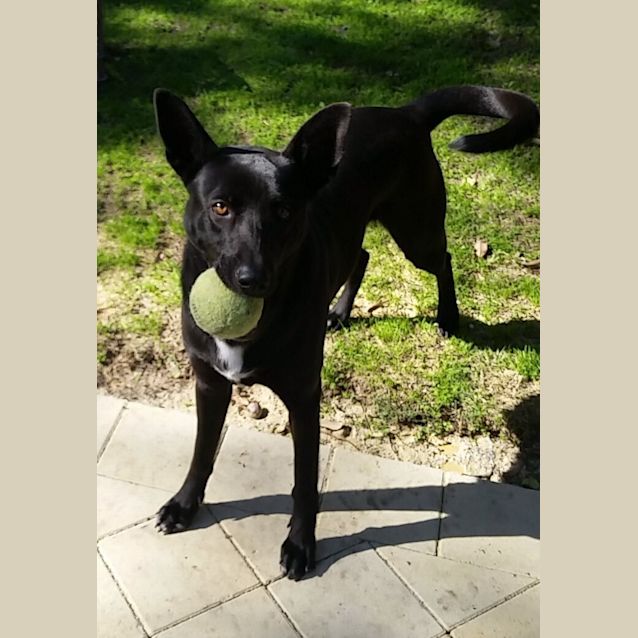Photo of Shadow Dl576