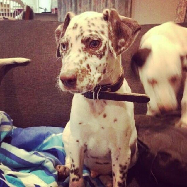 Photo of Chino (I Am Deaf)
