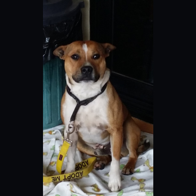 Photo of Chucky ( Foster Or Forever)