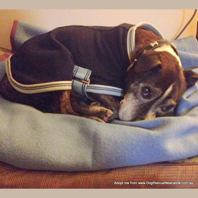 Photo of Max (On Trial 5/9/14)~ Senior Staffy Boy