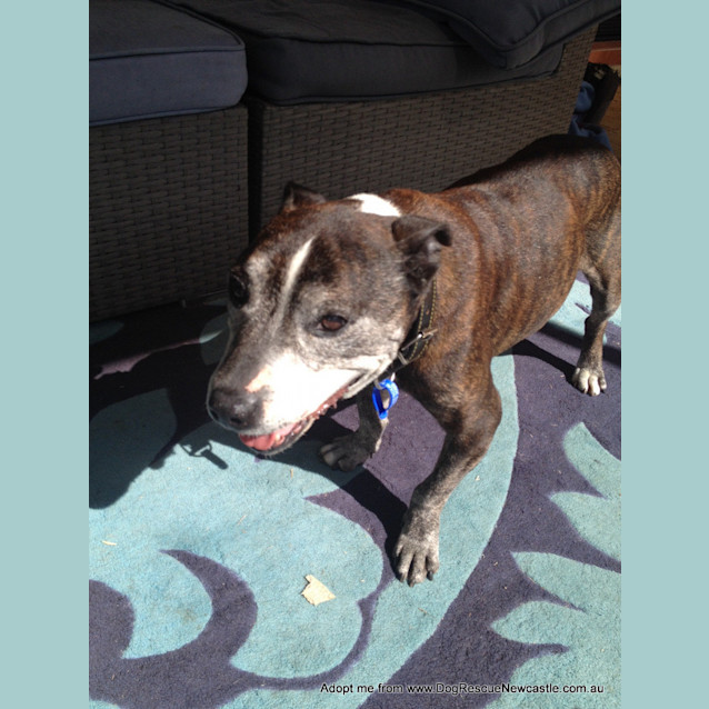 Photo of Max (On Trial 5/9/14)~ Senior Staffy Boy