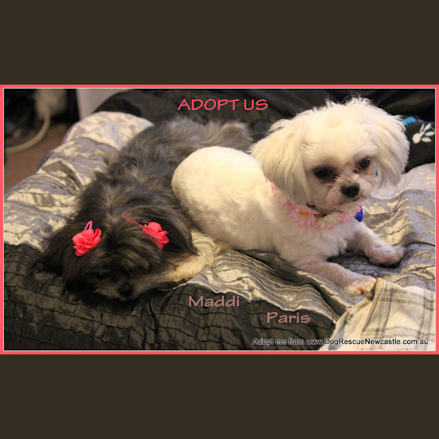 Photo of Paris And Maddi (On Trial 11/10~ Pair Of Shih Tzus