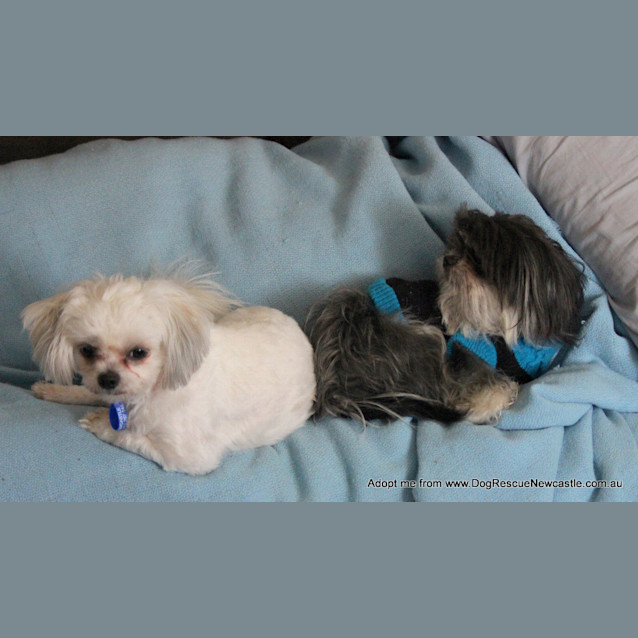 Photo of Paris And Maddi (On Trial 11/10~ Pair Of Shih Tzus
