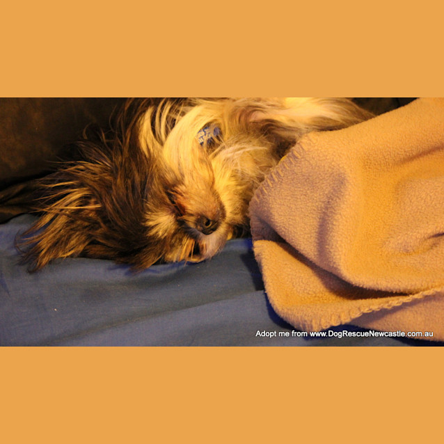 Photo of Paris And Maddi (On Trial 11/10~ Pair Of Shih Tzus