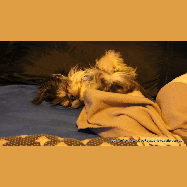 Photo of Paris And Maddi (On Trial 11/10~ Pair Of Shih Tzus