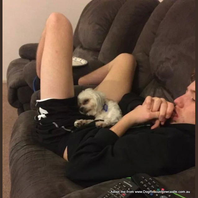 Photo of Paris And Maddi (On Trial 11/10~ Pair Of Shih Tzus