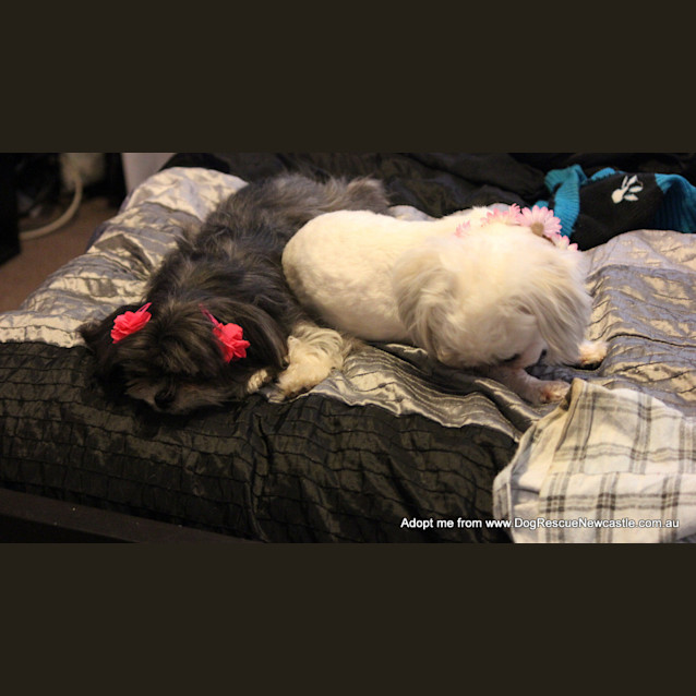 Photo of Paris And Maddi (On Trial 11/10~ Pair Of Shih Tzus