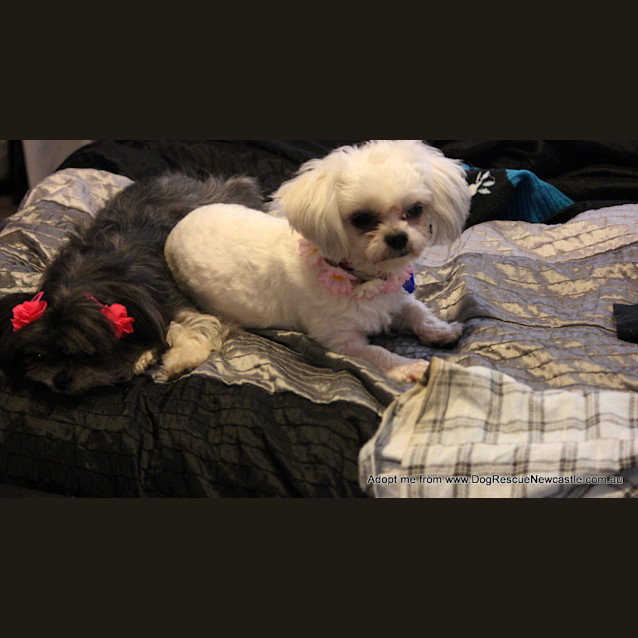 Photo of Paris And Maddi (On Trial 11/10~ Pair Of Shih Tzus
