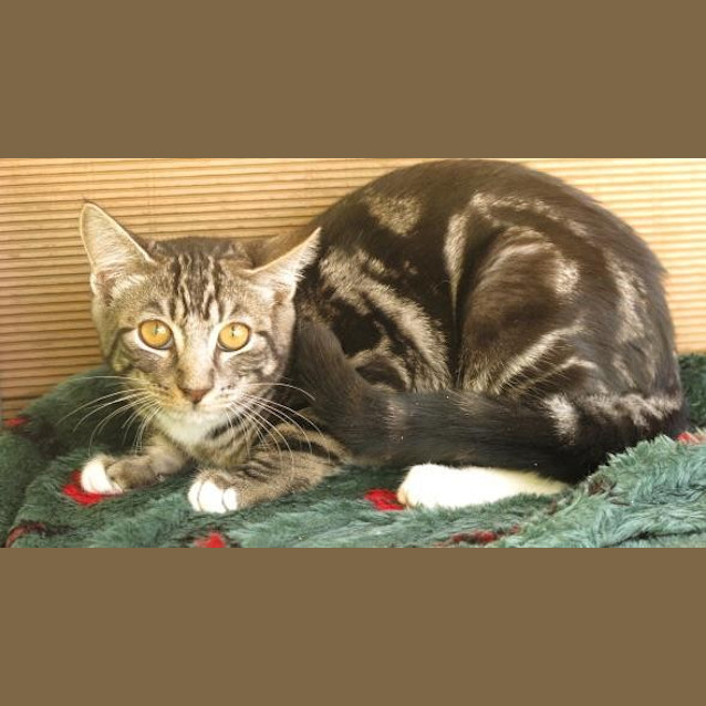 Photo of Mittens