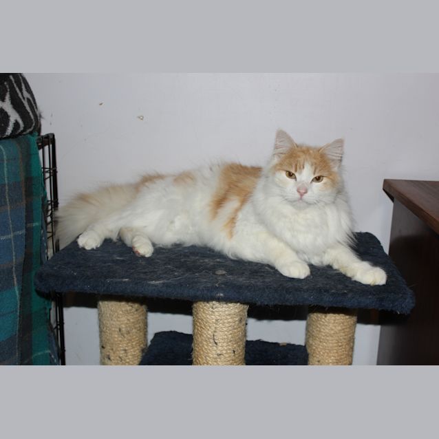 Photo of Bentley