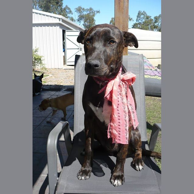 Photo of Bindi