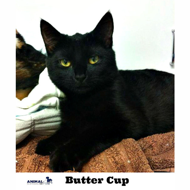 Photo of Buttercup