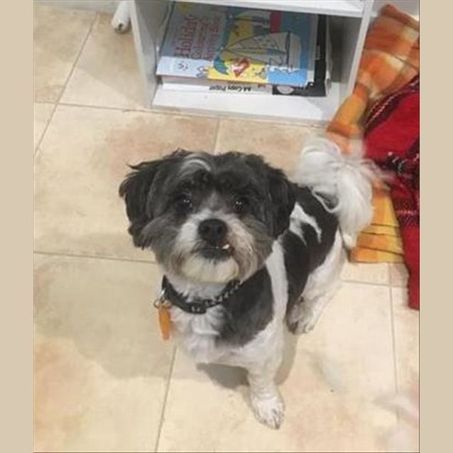 Photo of Mutley