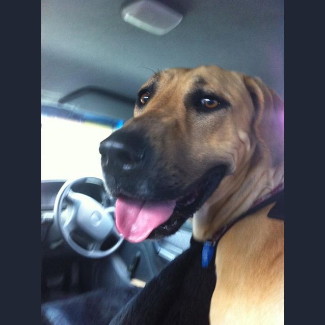 Photo of Tasha (Adoption Pending)