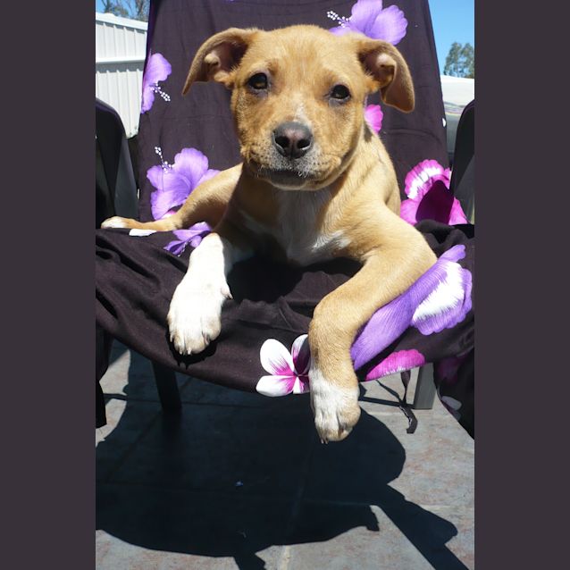 Photo of Dakota (Adoption Pending)