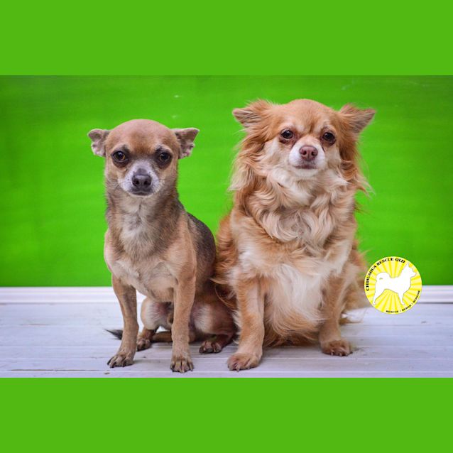 Photo of Hoochi And Tiger Lily