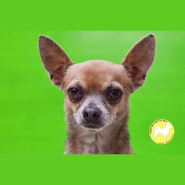 Photo of Hoochi And Tiger Lily