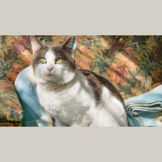 Photo of Dande (C755)