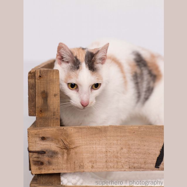 Photo of "Callie"   Purrfect Match