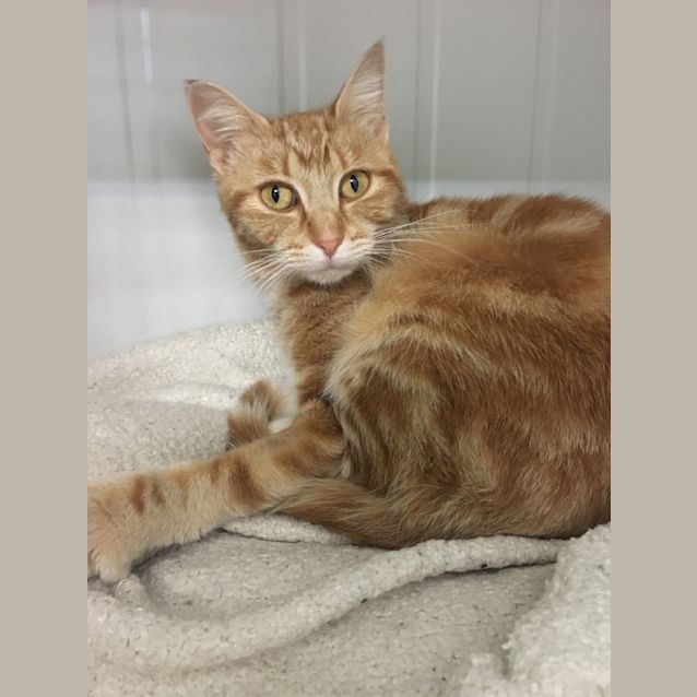 Photo of Effie Id36311