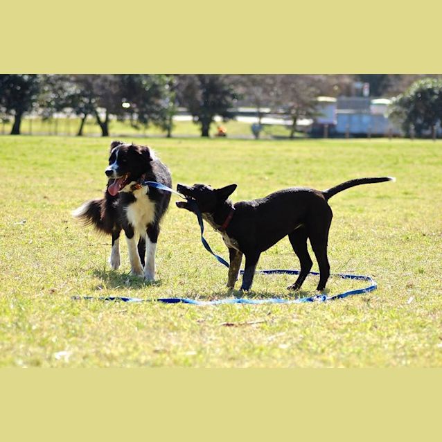 Photo of Abbie (On Trial ~ 25/9/14 )~ Kelpie X Cattle Pup