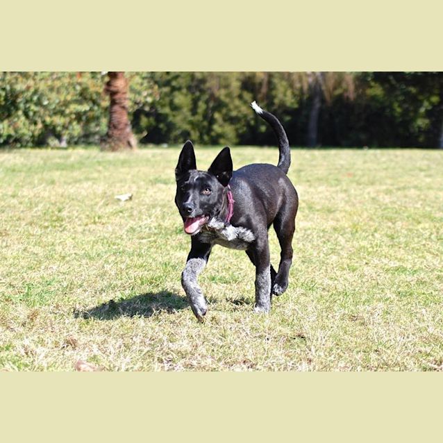 Photo of Abbie (On Trial ~ 25/9/14 )~ Kelpie X Cattle Pup