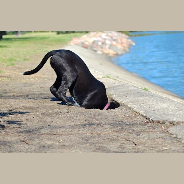 Photo of Abbie (On Trial ~ 25/9/14 )~ Kelpie X Cattle Pup