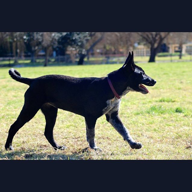Photo of Abbie (On Trial ~ 25/9/14 )~ Kelpie X Cattle Pup