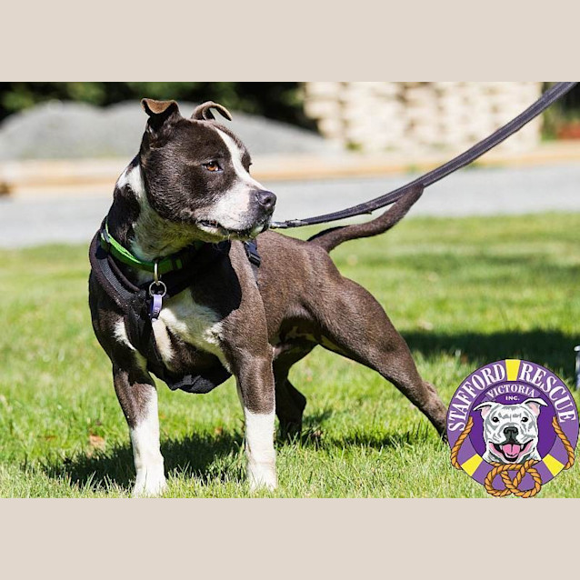 Photo of Diesel