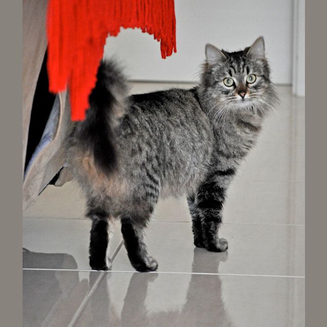Photo of Willow (Bn C257) 