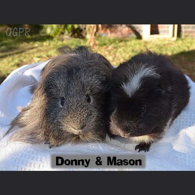 Photo of Donny And Mason