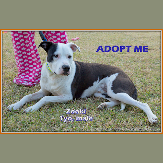 Photo of Zooki (Payment In Progress 14/11/14)