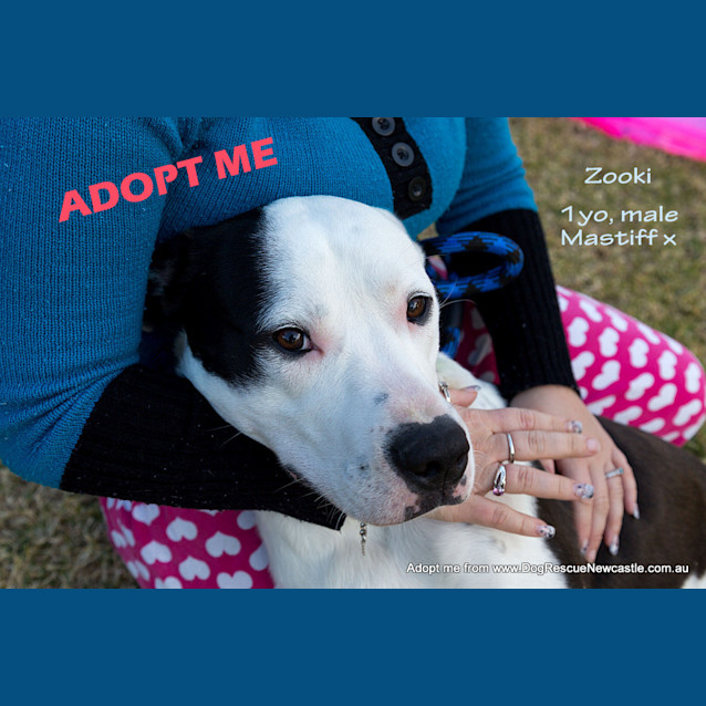 Photo of Zooki (Payment In Progress 14/11/14)