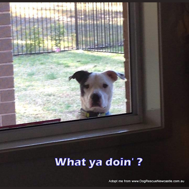 Photo of Zooki (Payment In Progress 14/11/14)