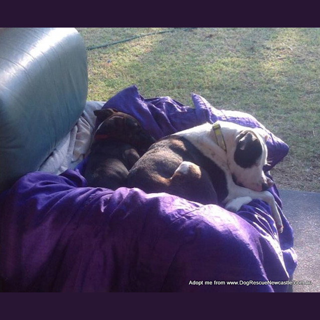 Photo of Zooki (Payment In Progress 14/11/14)